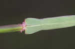 Pitted beardgrass